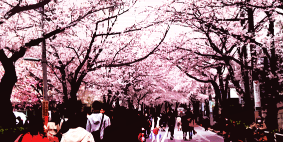 禿坂桜祭りライブラリー